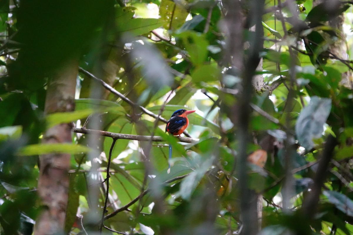 Red-breasted Paradise-Kingfisher - ML636149045