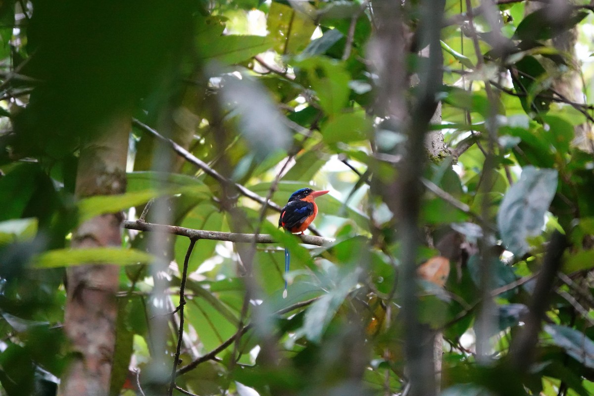 Red-breasted Paradise-Kingfisher - ML636149046