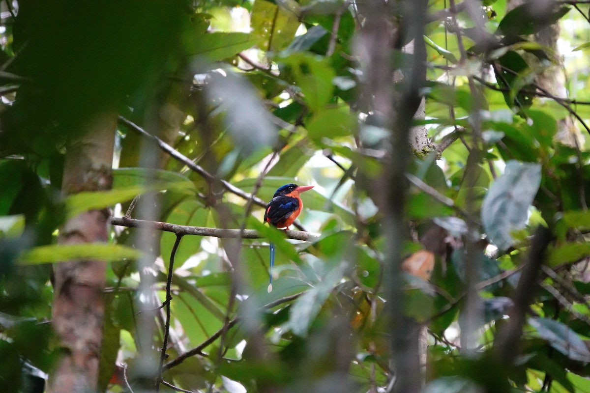 Red-breasted Paradise-Kingfisher - ML636149050