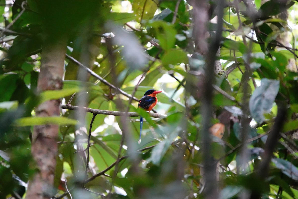 Red-breasted Paradise-Kingfisher - ML636149055