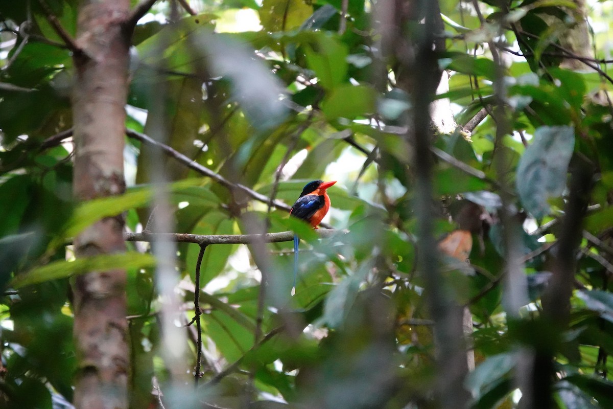 Red-breasted Paradise-Kingfisher - ML636149056
