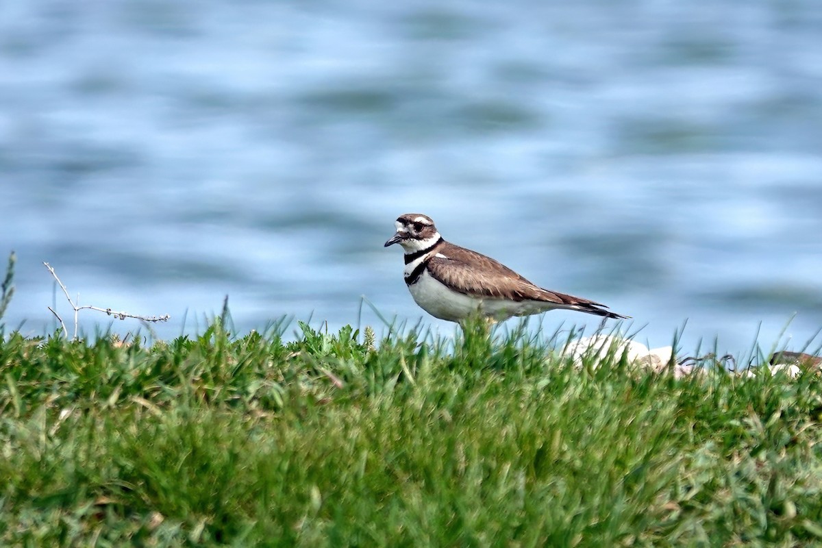 Killdeer - ML636149058