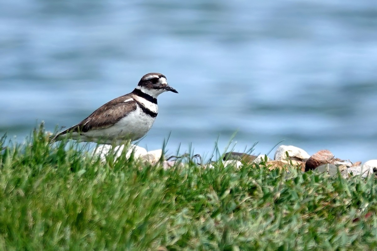 Killdeer - ML636149060