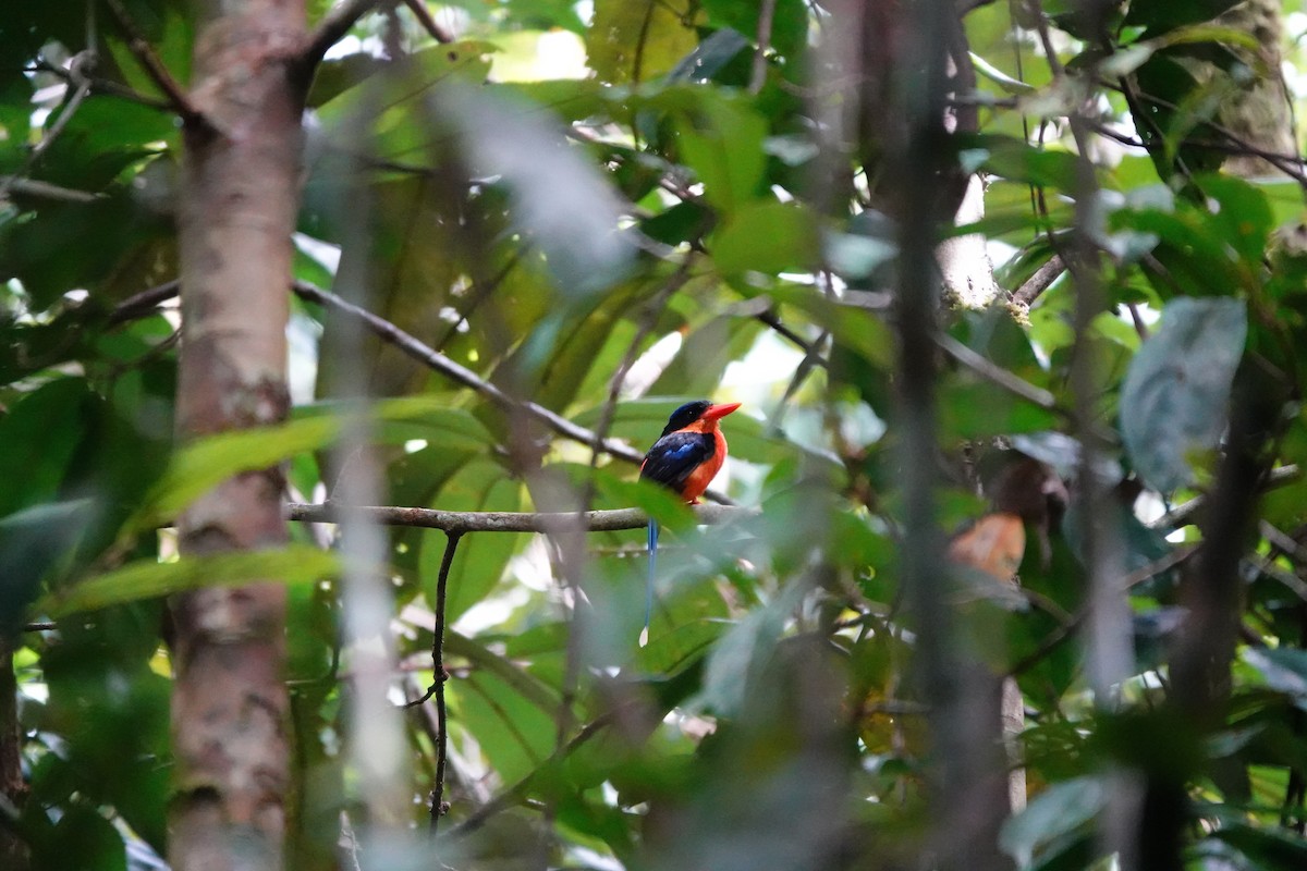 Red-breasted Paradise-Kingfisher - ML636149066