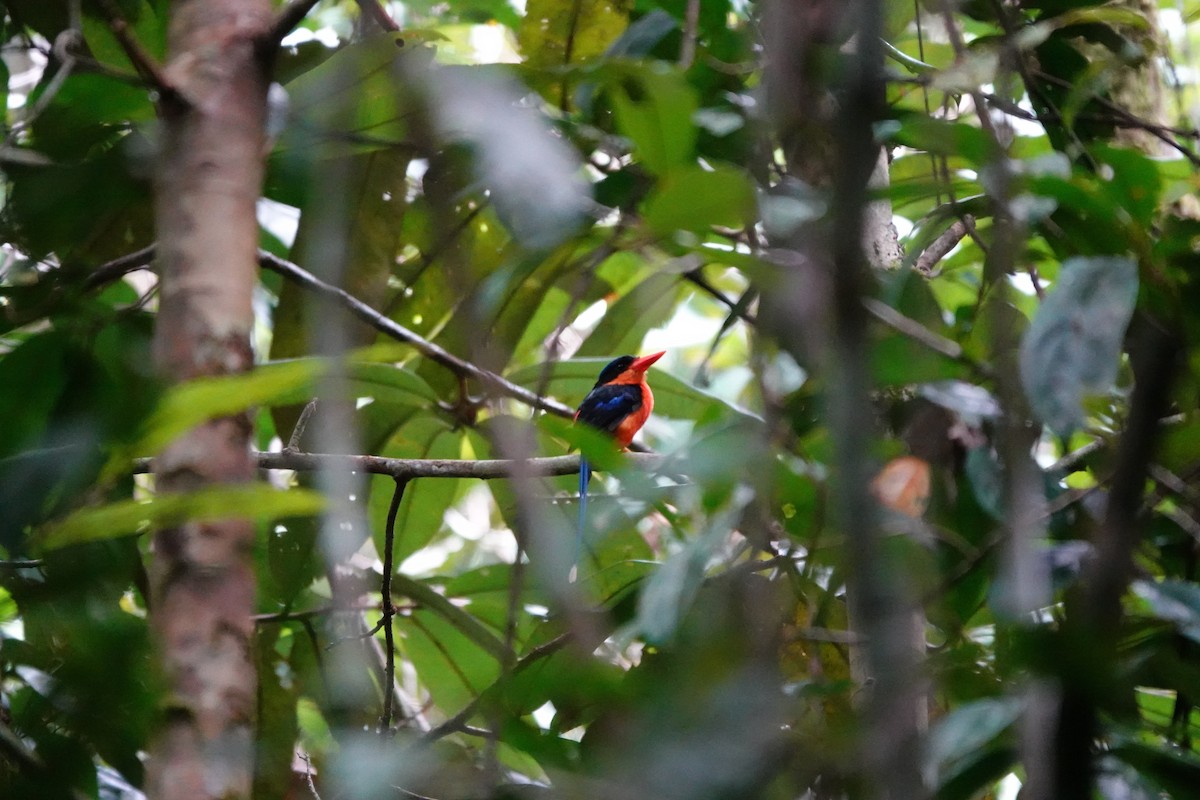 Red-breasted Paradise-Kingfisher - ML636149067