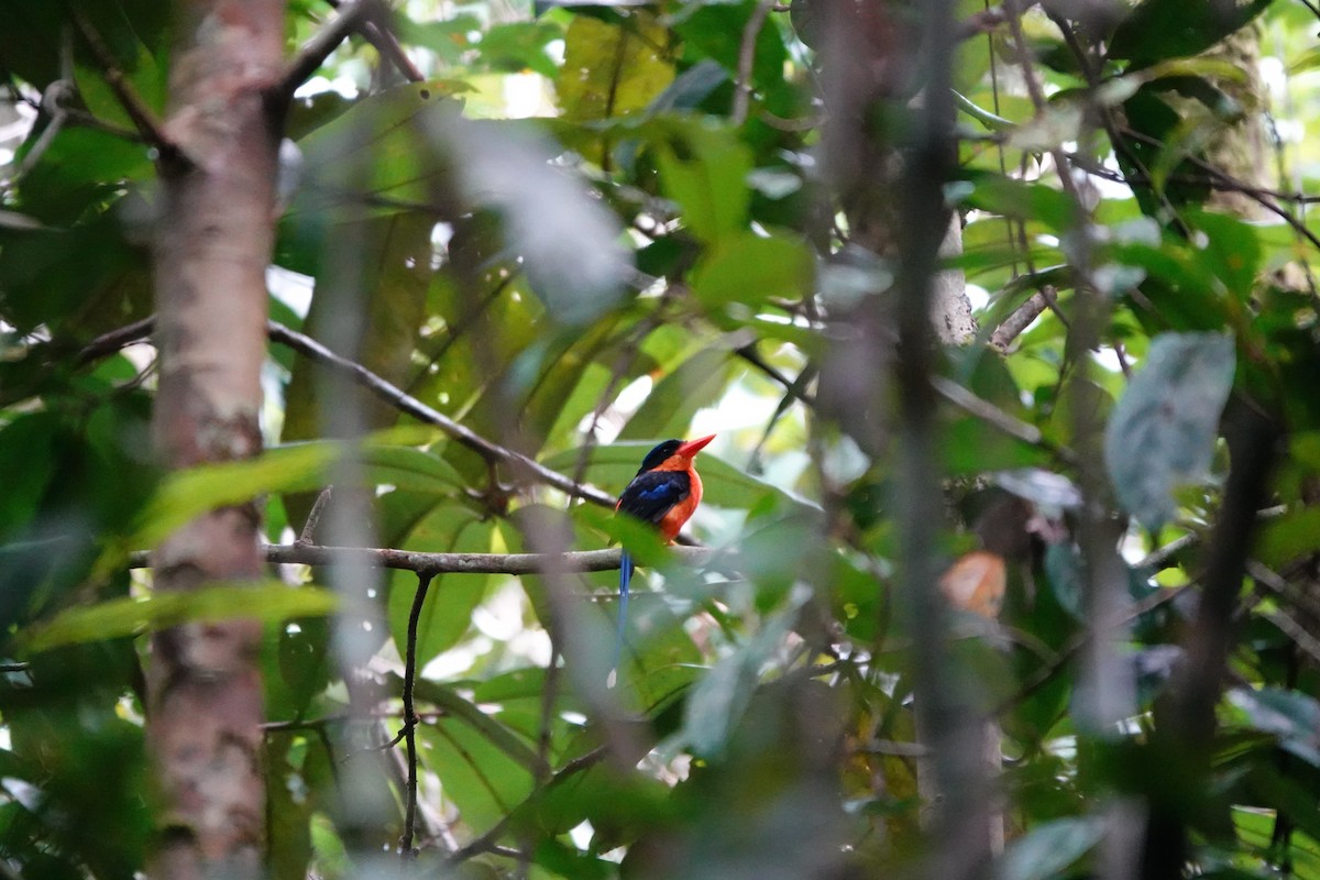 Red-breasted Paradise-Kingfisher - ML636149068
