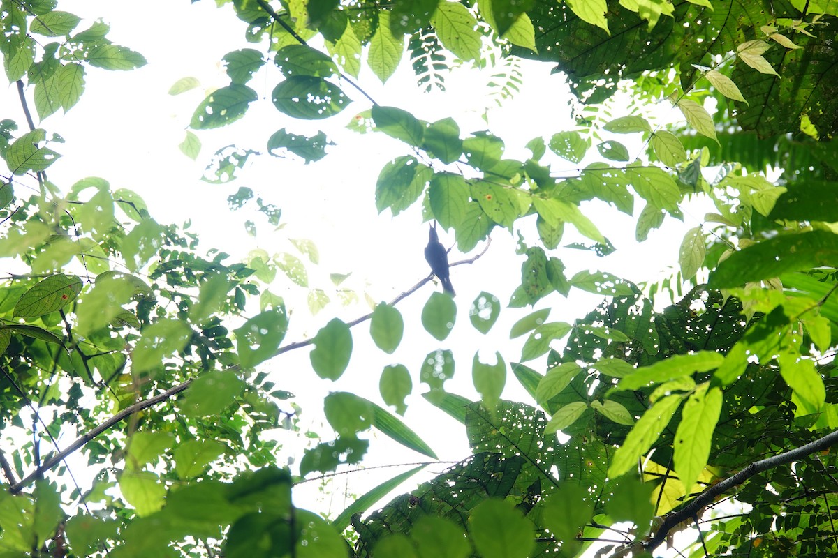 Ruby-throated Myzomela - ML636149072