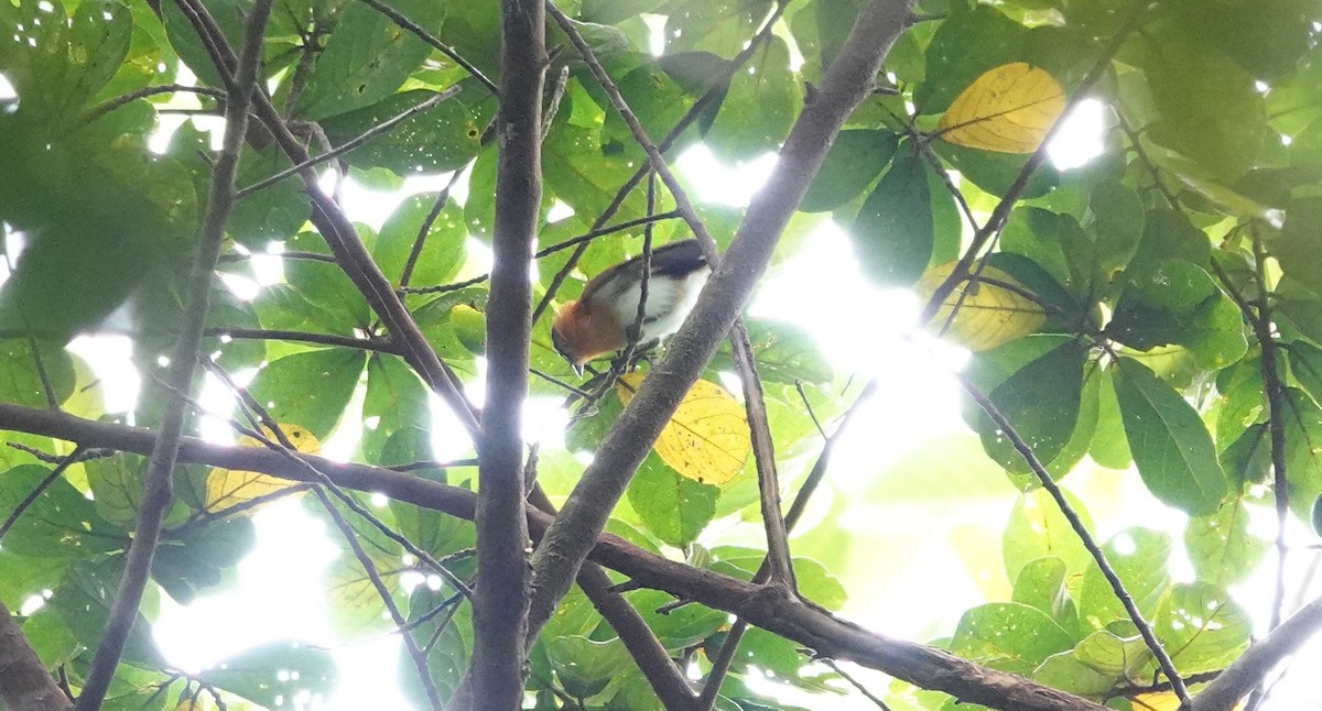 Frilled Monarch - ML636149091