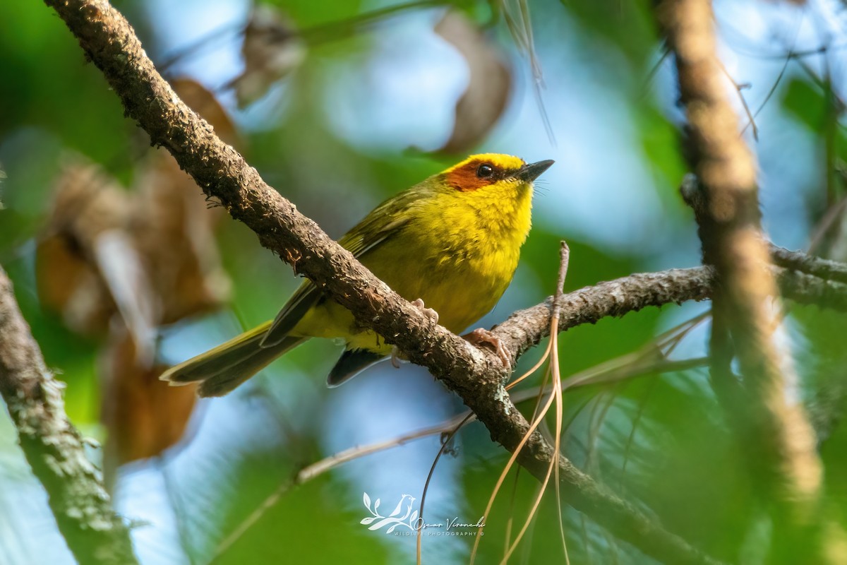 Golden-browed Warbler - ML636149132