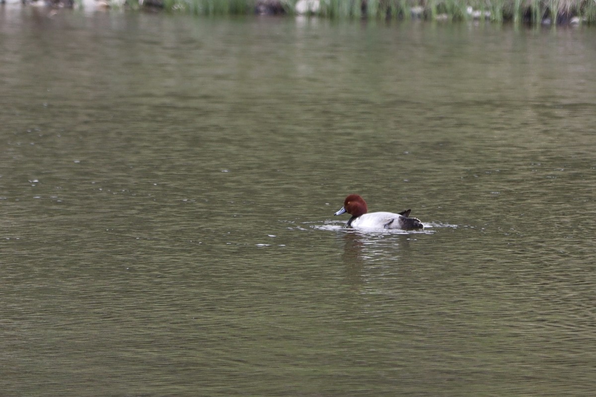 Redhead - ML636149181