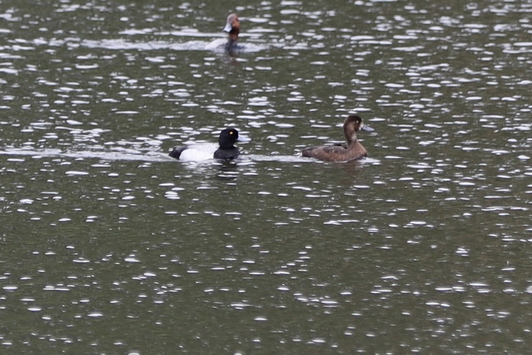 Greater/Lesser Scaup - ML636149201
