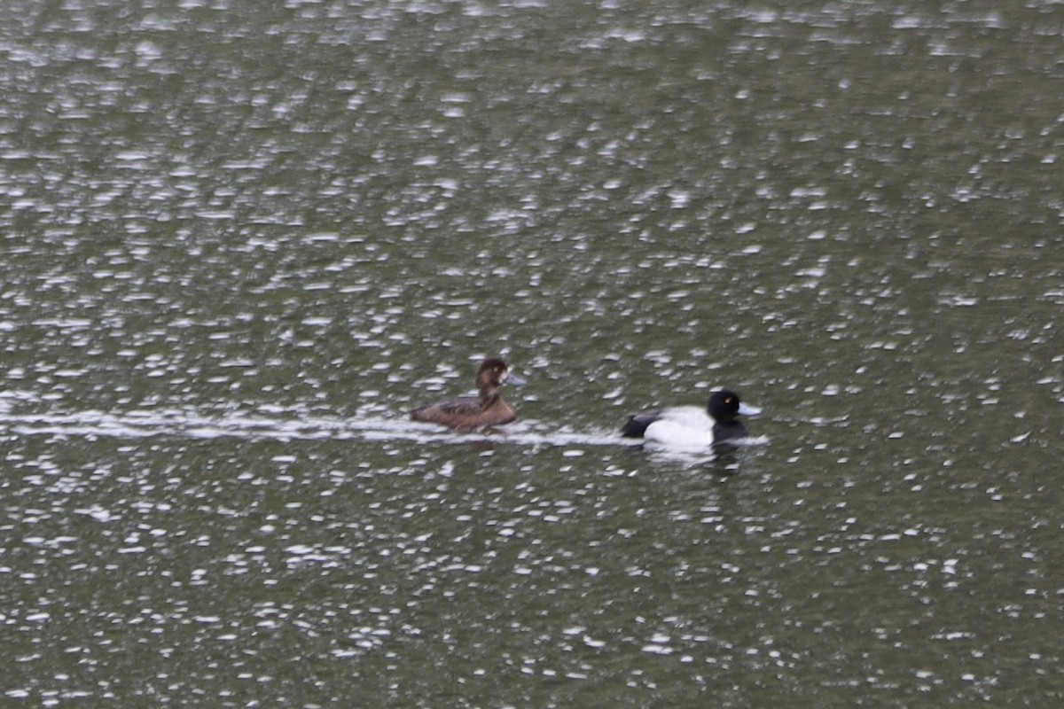 Greater/Lesser Scaup - ML636149202