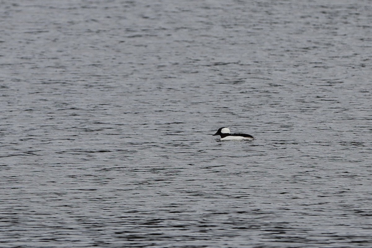 Bufflehead - ML636149210
