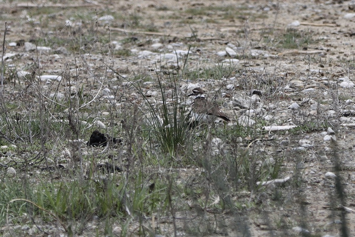 Killdeer - ML636149228