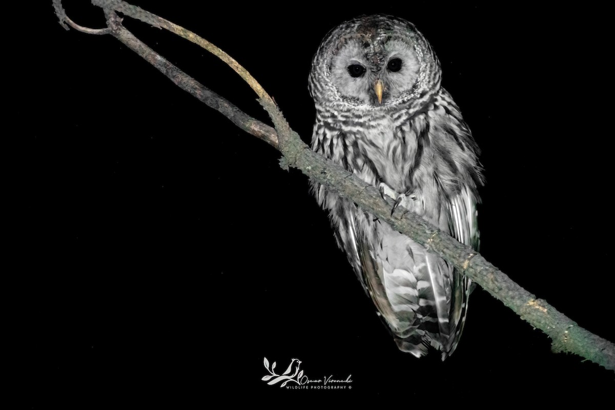Cinereous Owl - ML636149265