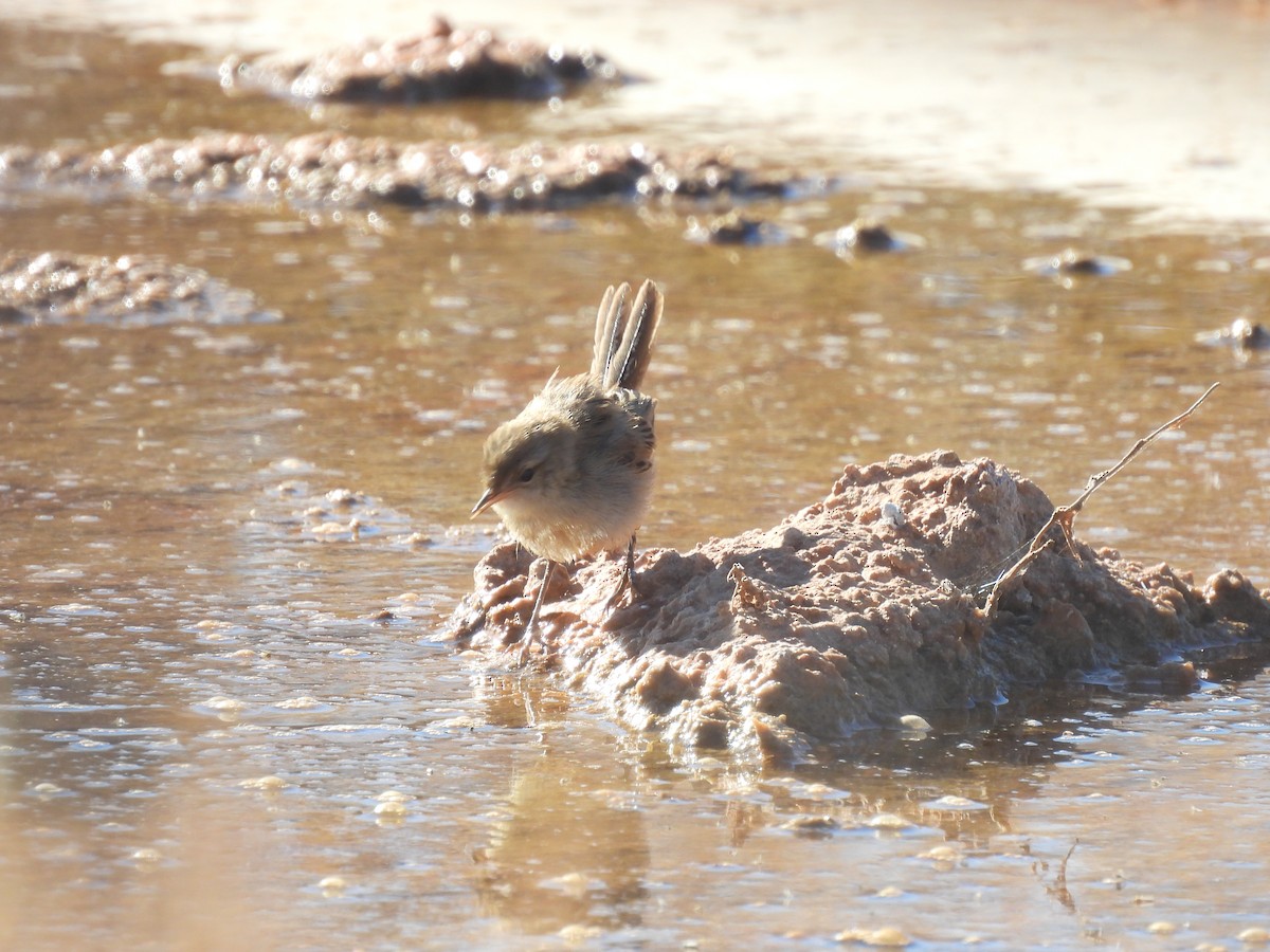 Little Grassbird - ML636149326