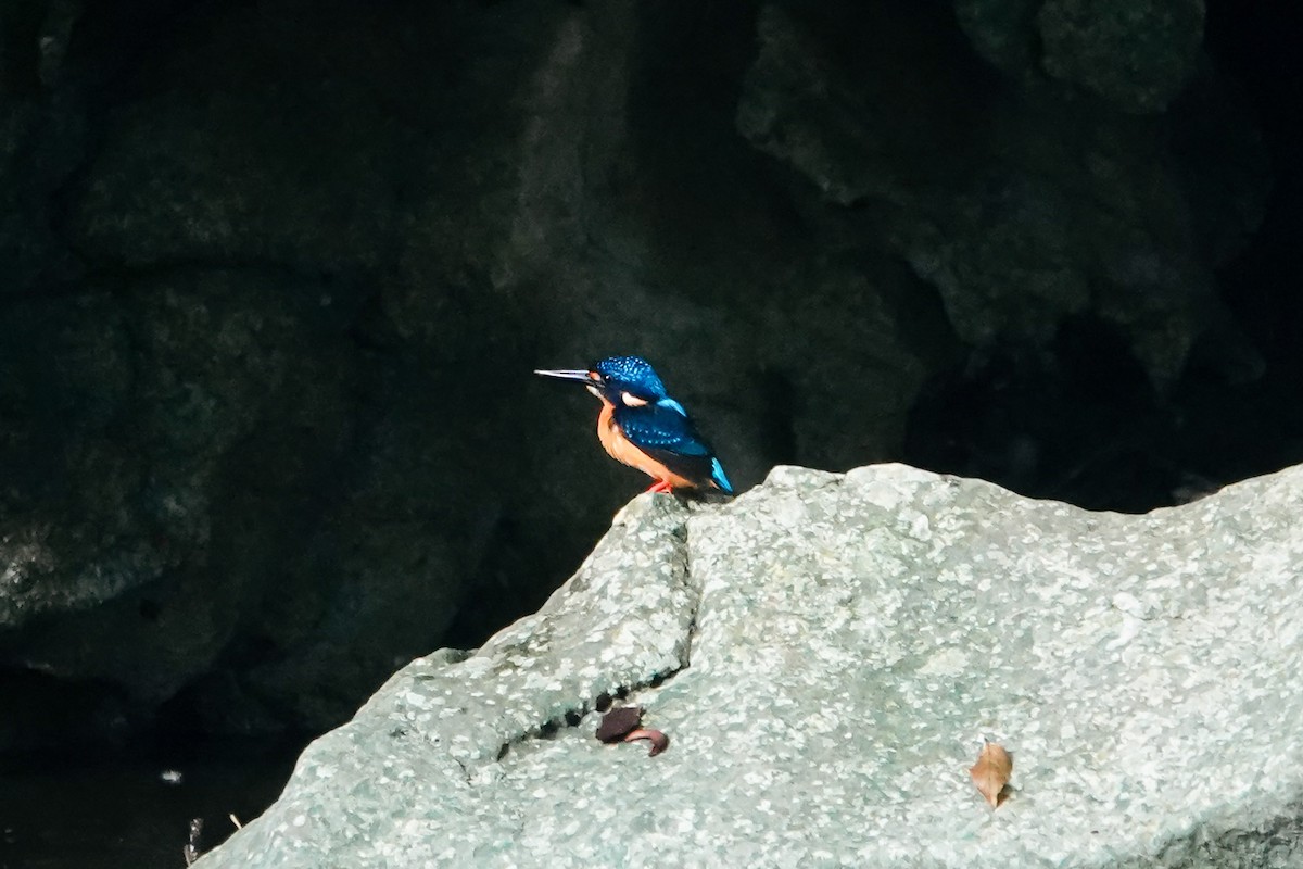 Indigo-banded Kingfisher (Southern) - ML636149329