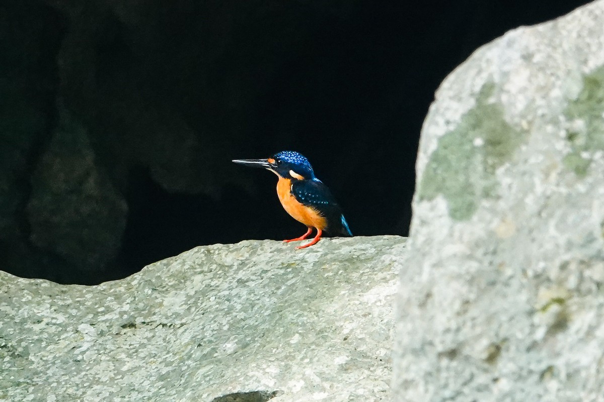 Indigo-banded Kingfisher (Southern) - ML636149330