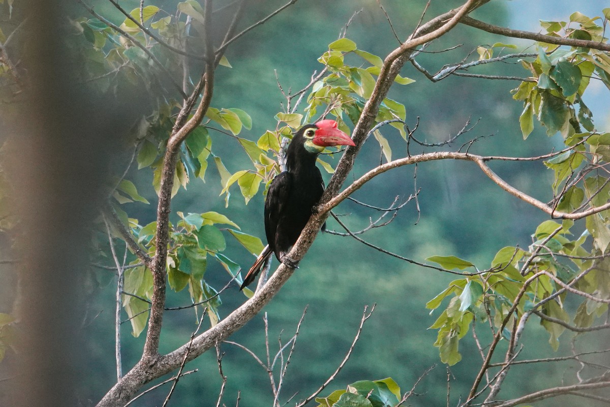 Writhe-billed Hornbill - ML636149379