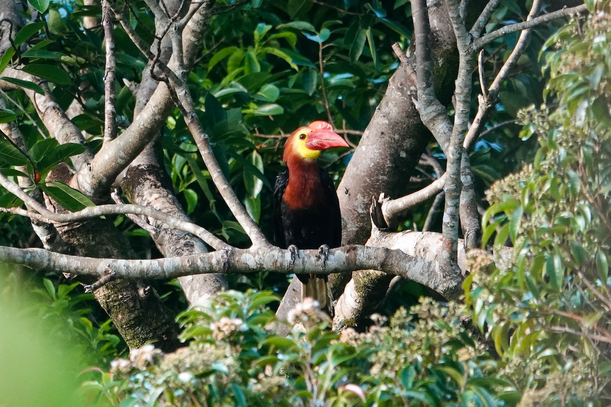 Writhe-billed Hornbill - ML636149380