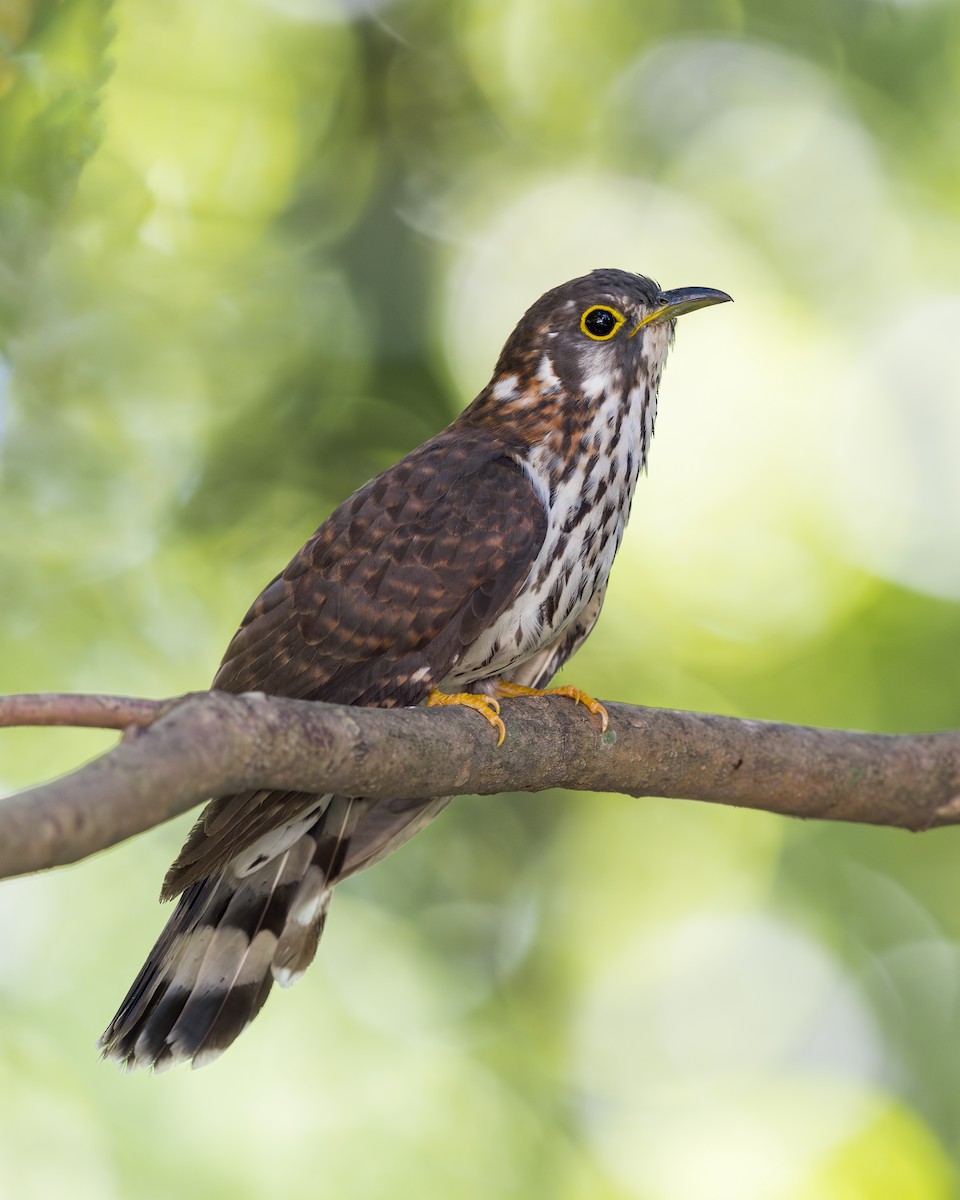 Moustached Hawk-Cuckoo - ML636149404