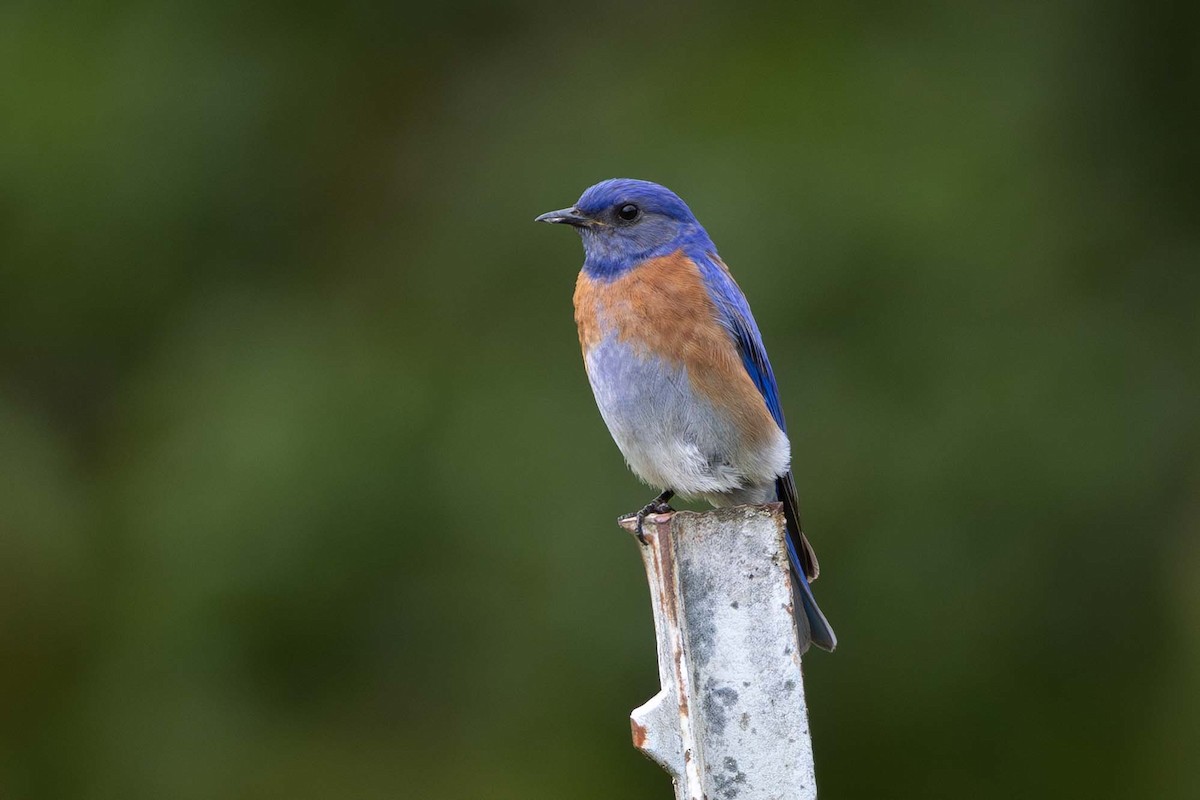 Western Bluebird - ML636149417