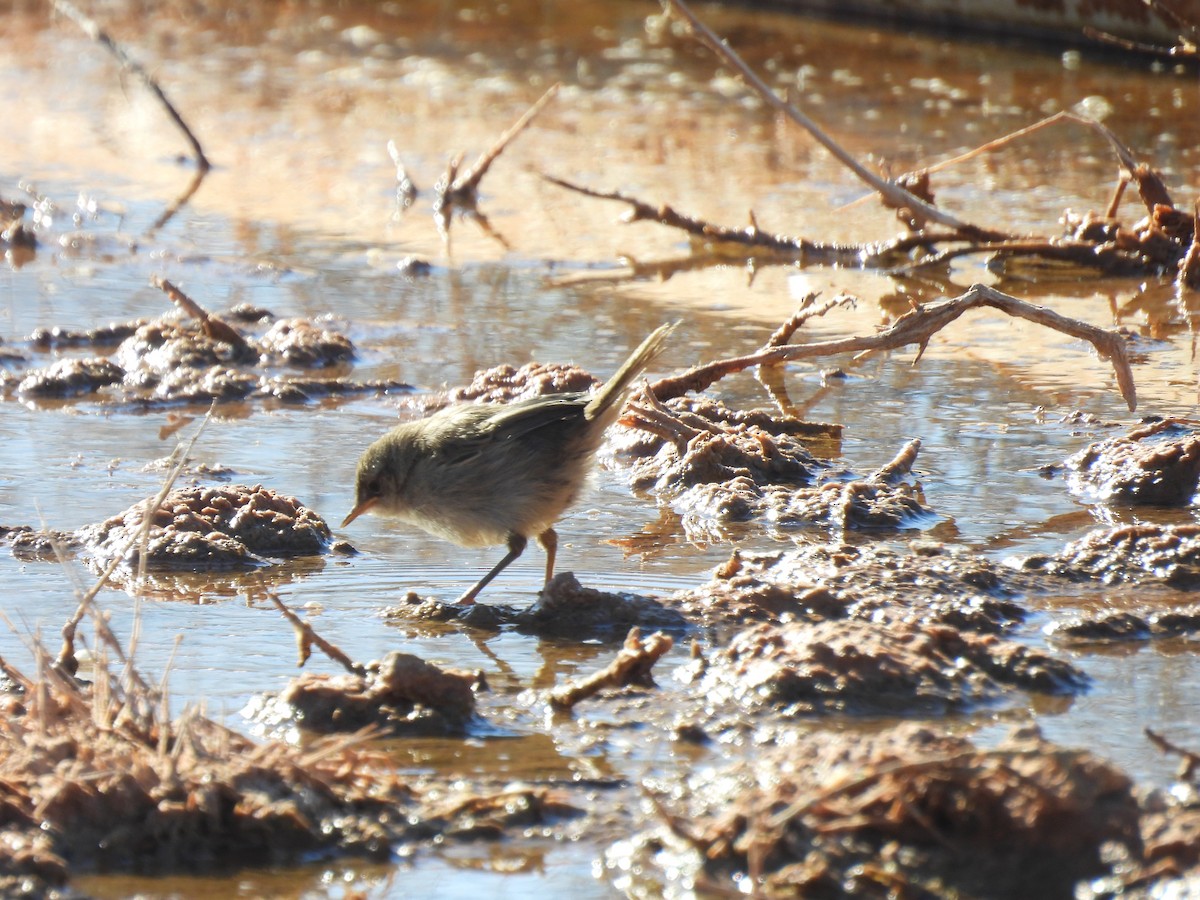 Little Grassbird - ML636149441