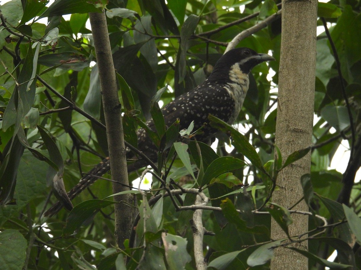 Pacific Koel - ML636149490