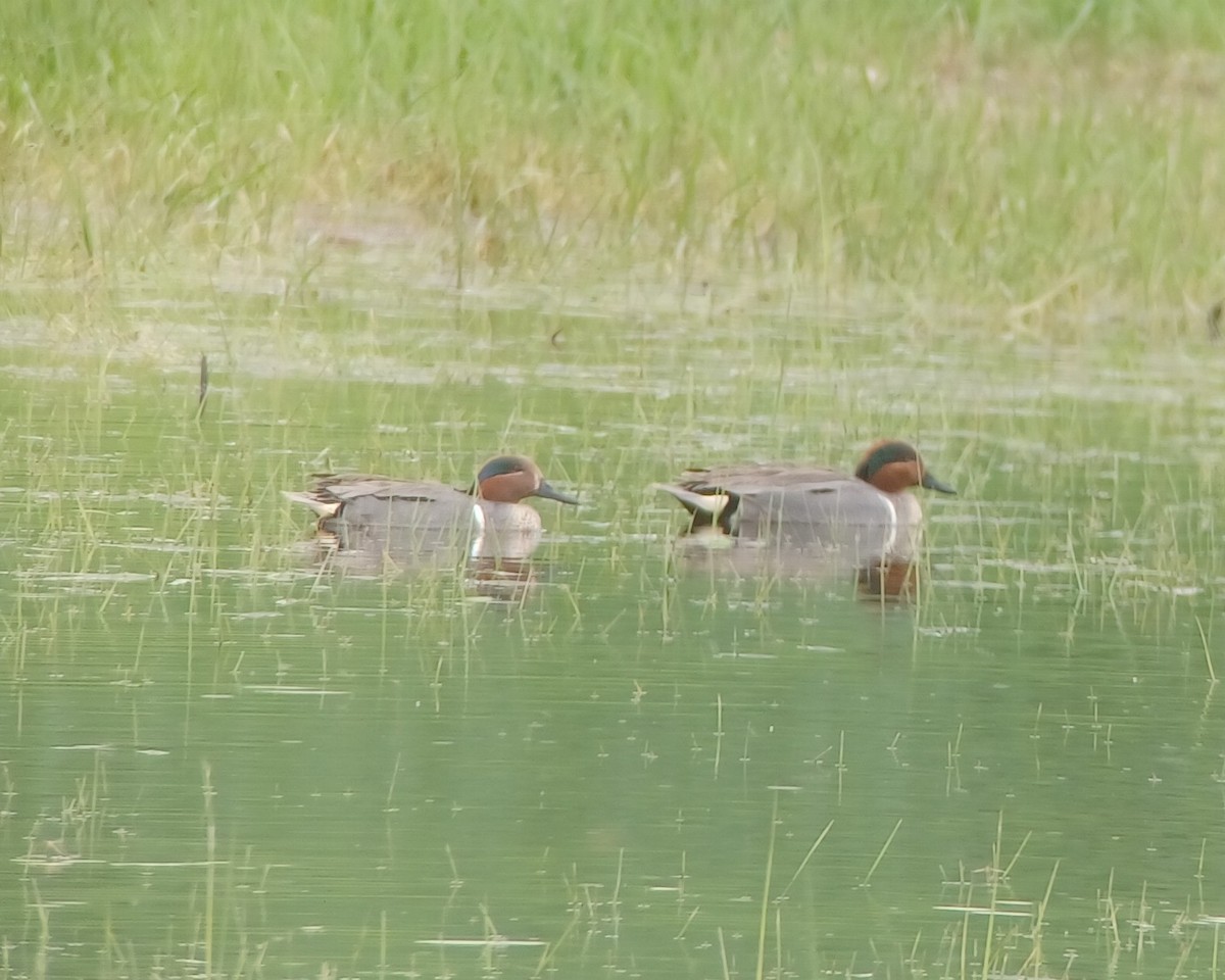 Green-winged Teal - ML636149538
