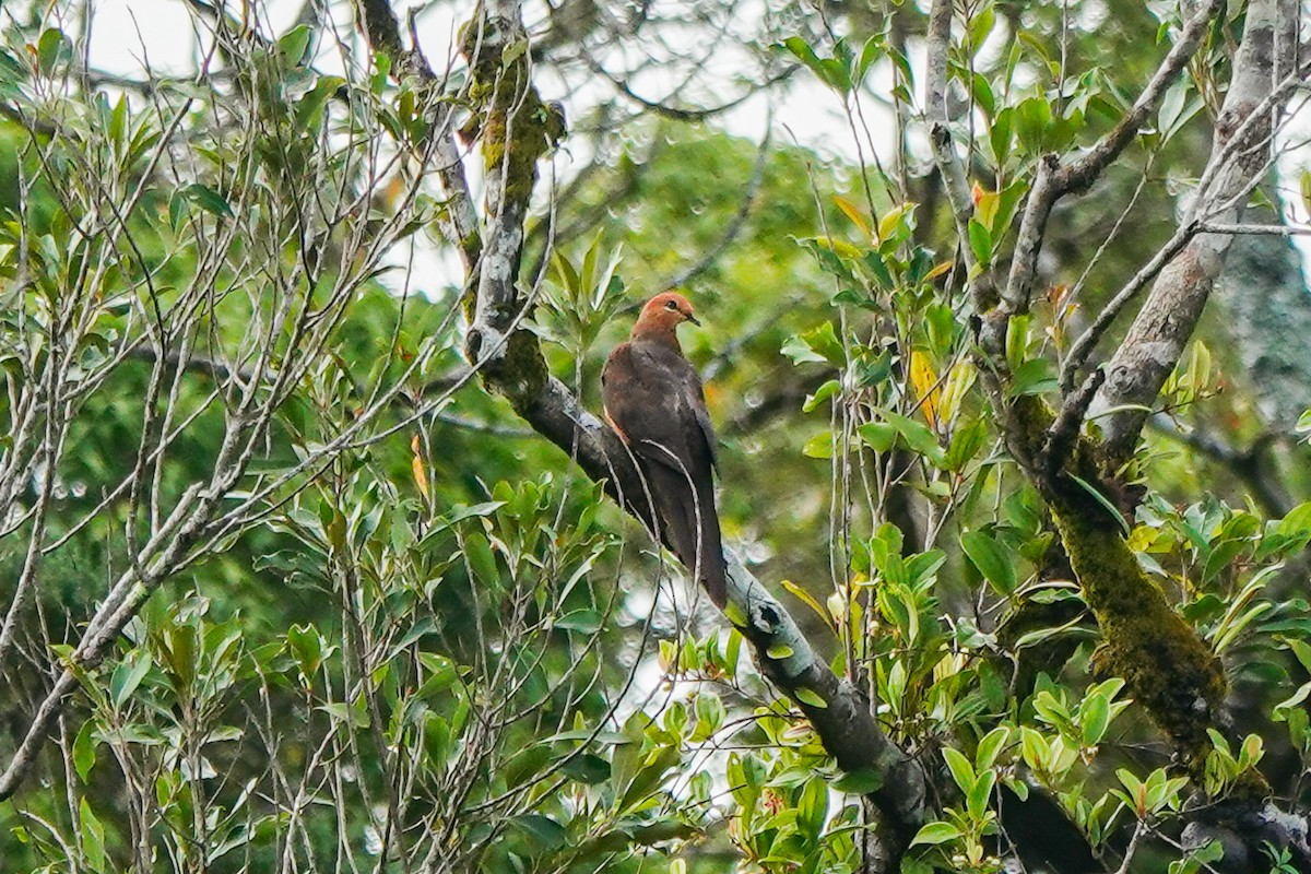 Philippine Cuckoo-Dove - ML636149572