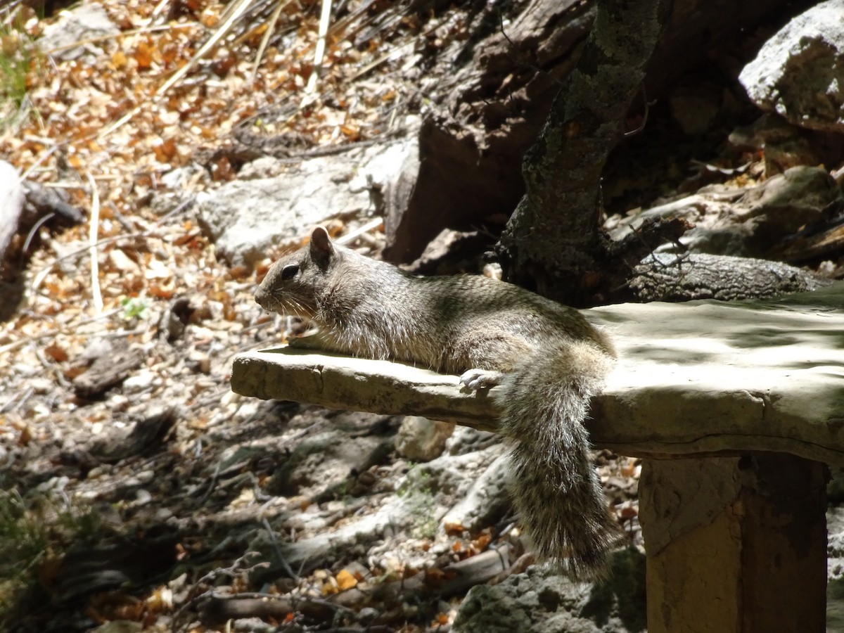 Rock Squirrel - ML636149656