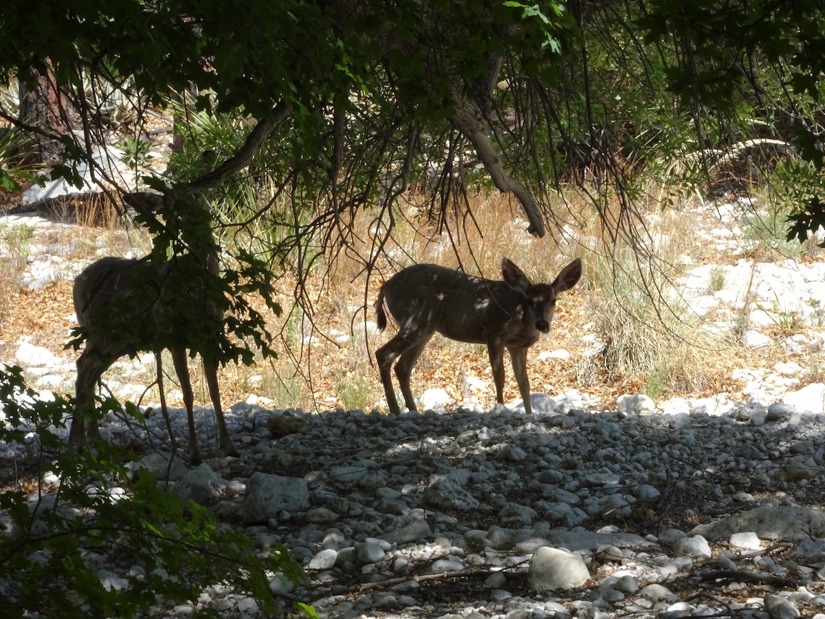 Mule Deer - ML636149658