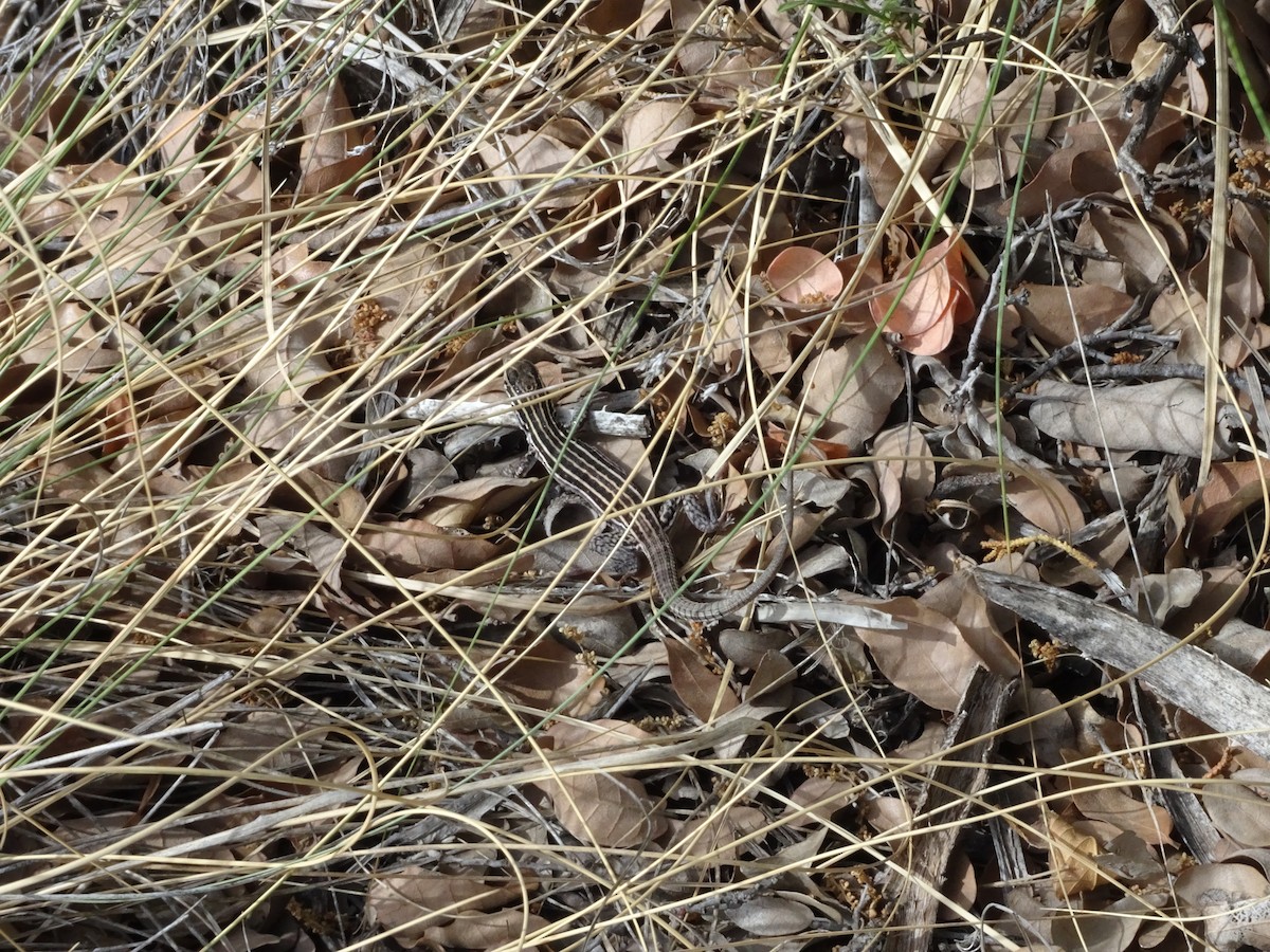 Chihuahuan Spotted Whiptail - ML636149660