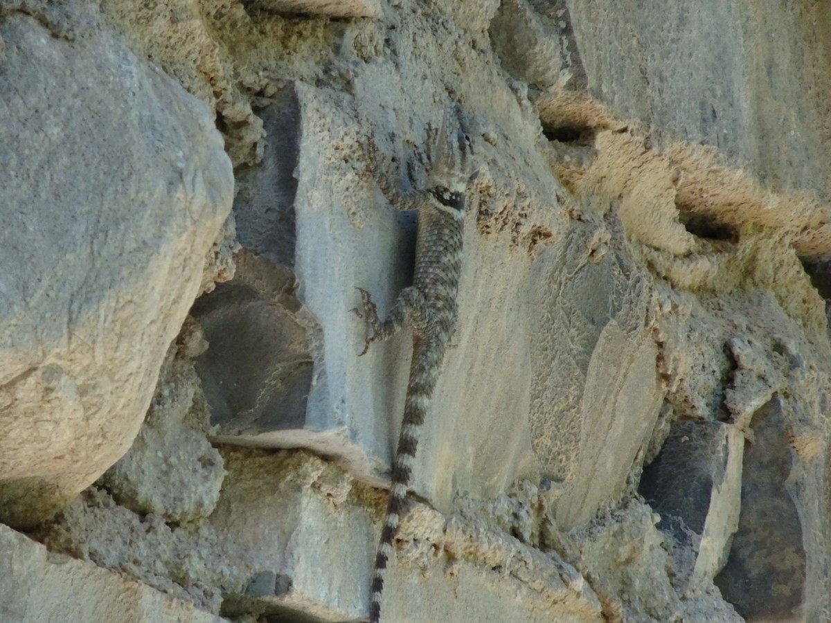 Crevice Spiny Lizard - ML636149661