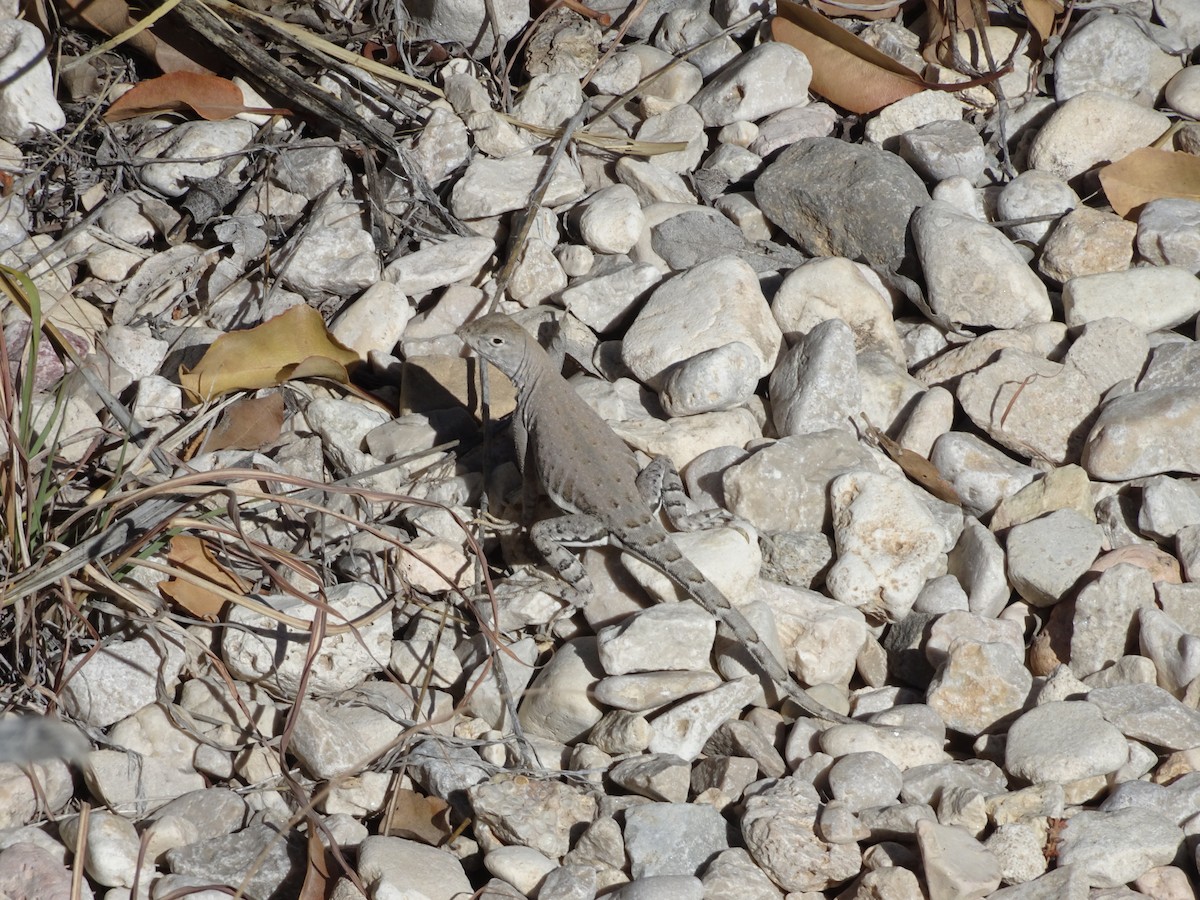 Greater Earless Lizard - ML636149662