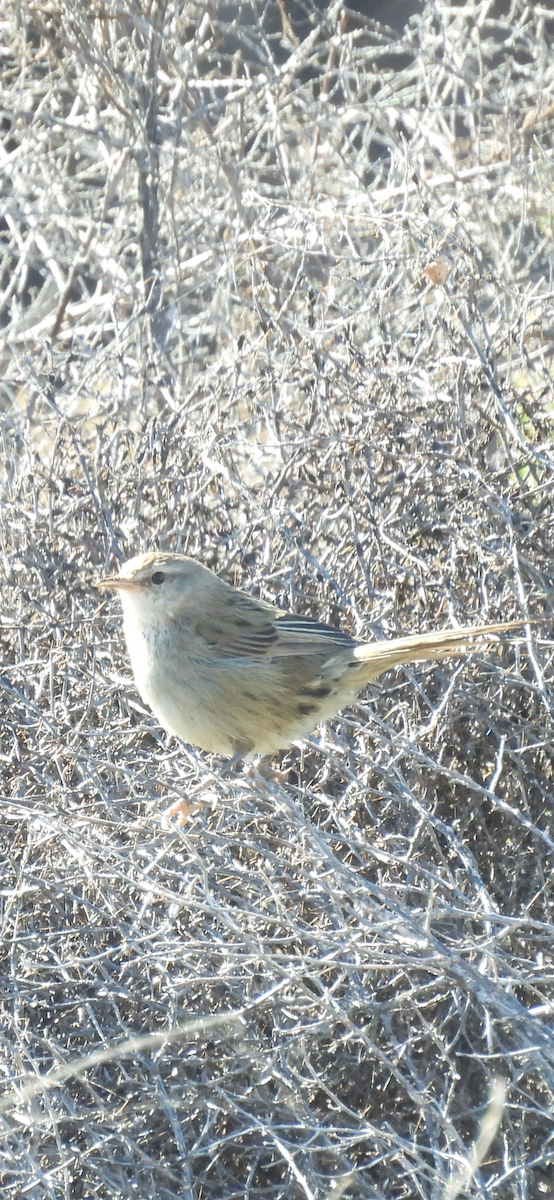 Little Grassbird - ML636149682