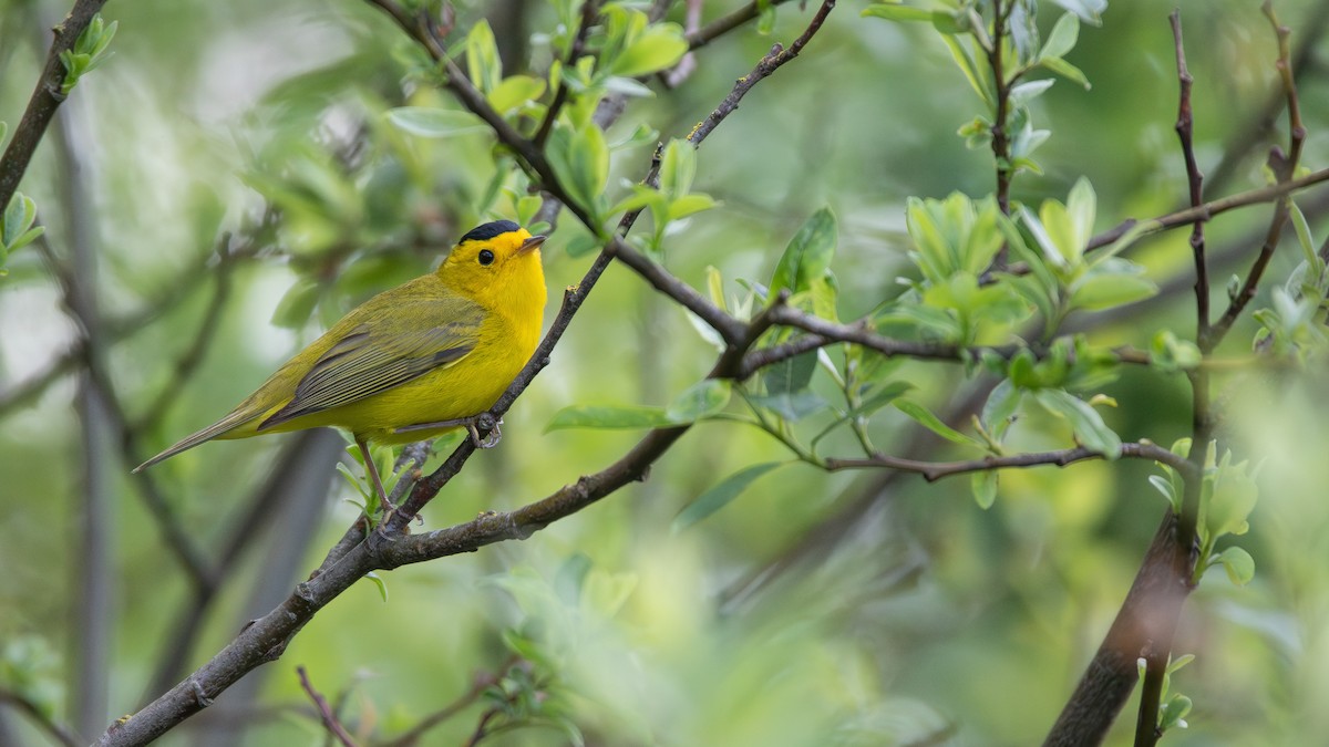 Wilson's Warbler - ML636149760