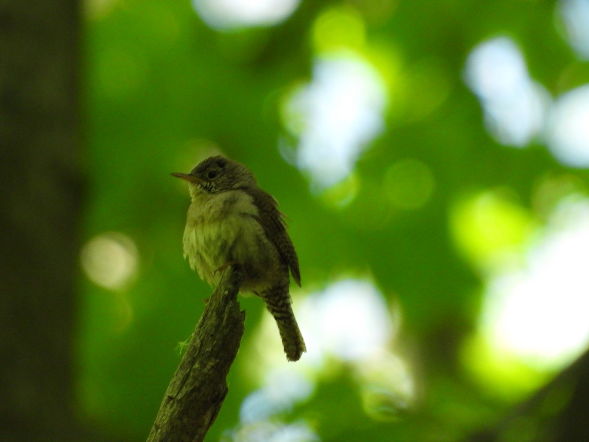 Northern House Wren - ML636149839