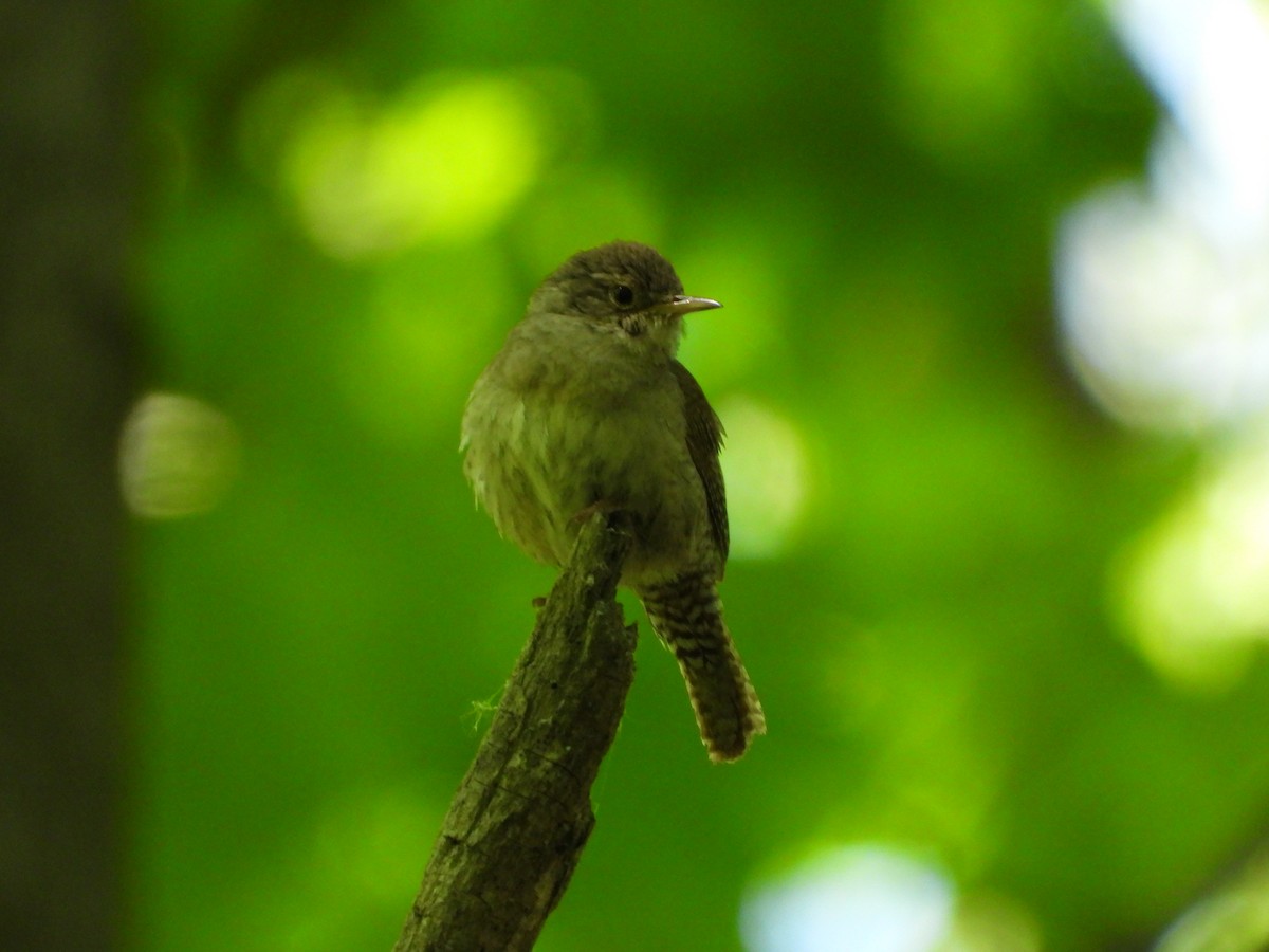 Northern House Wren - ML636149840