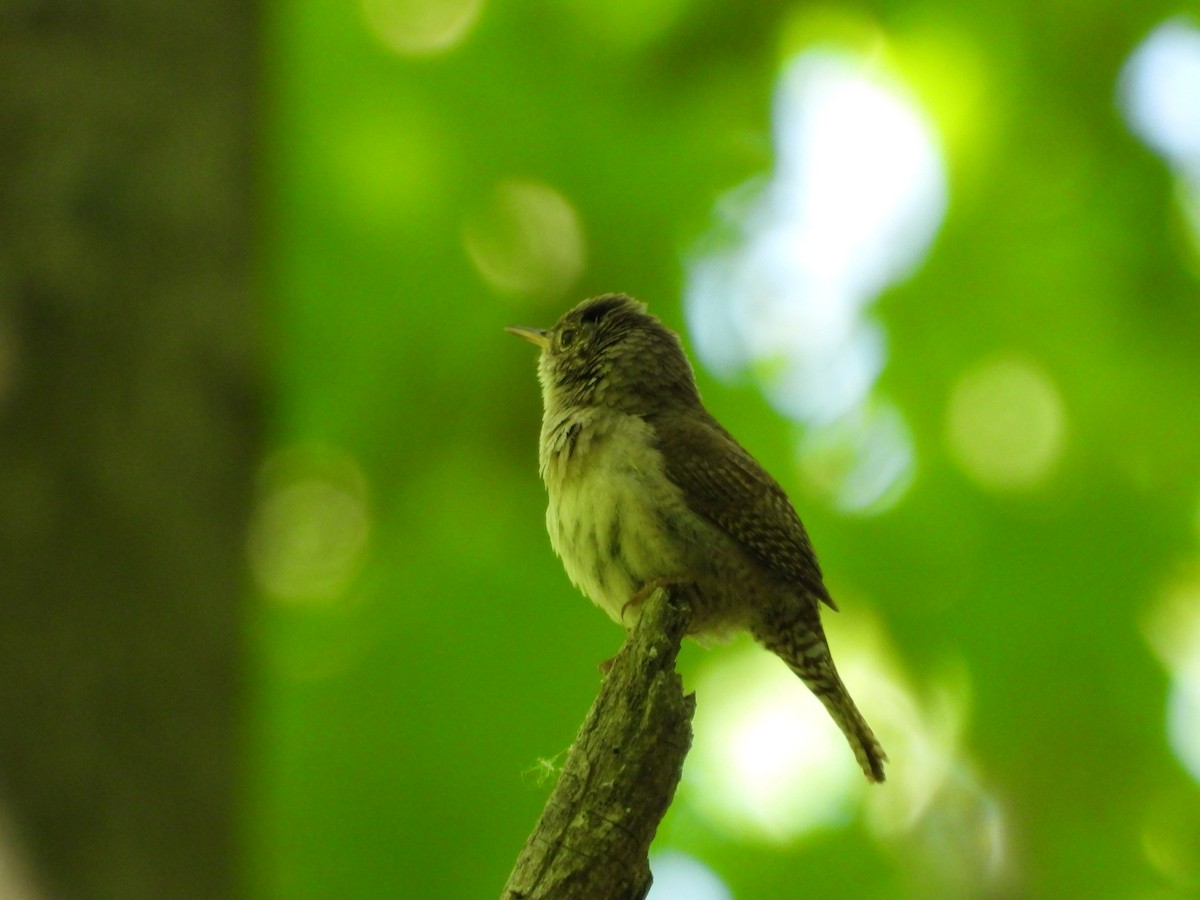 Northern House Wren - ML636149841