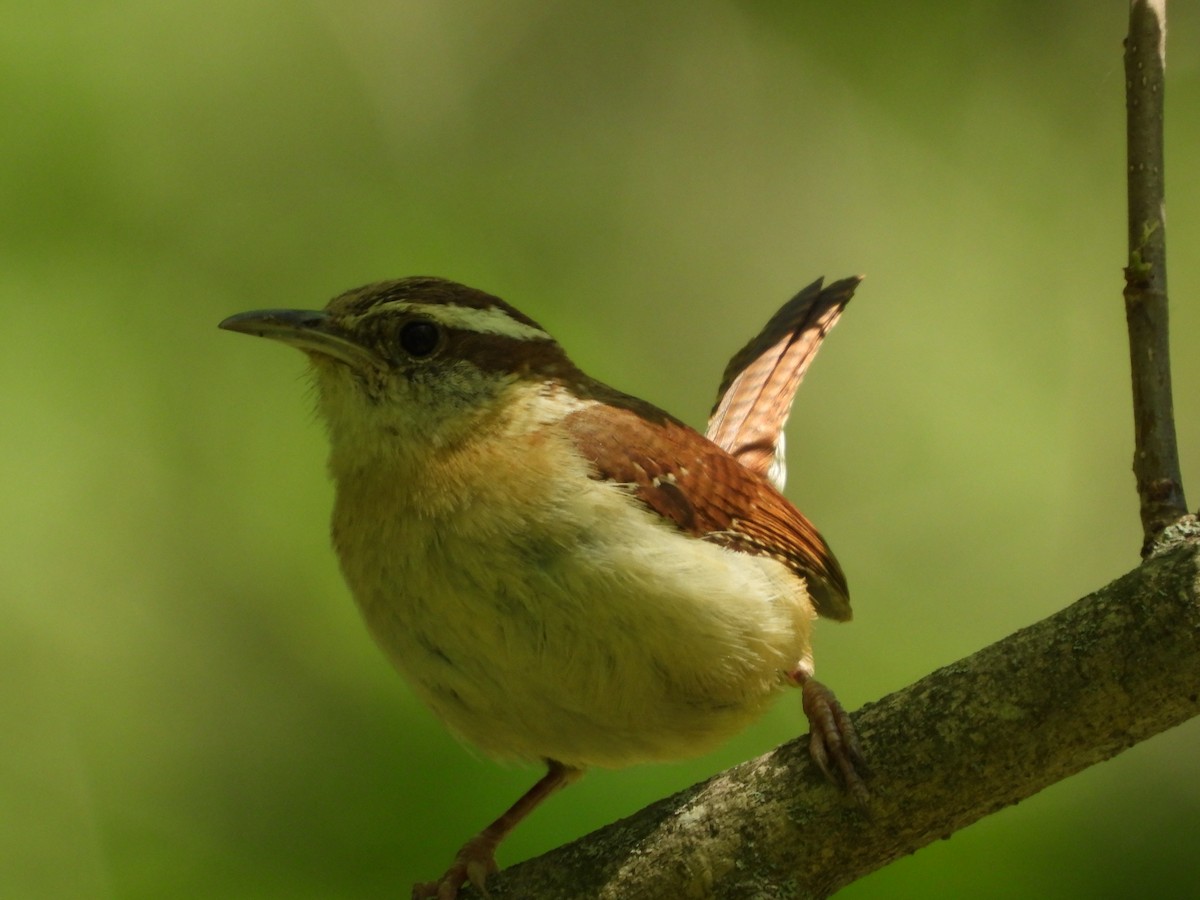 Carolina Wren - ML636149842