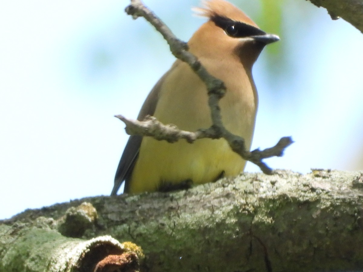 Cedar Waxwing - ML636149846