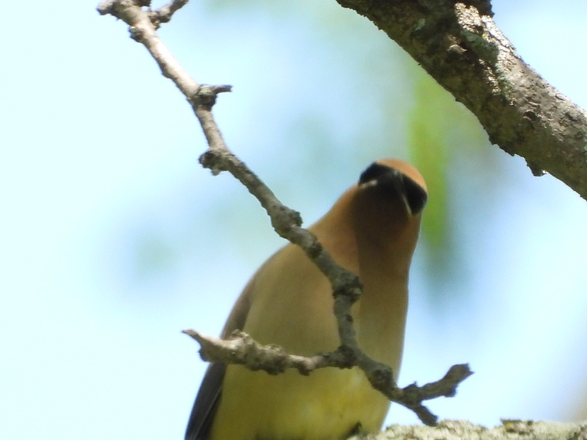 Cedar Waxwing - ML636149847