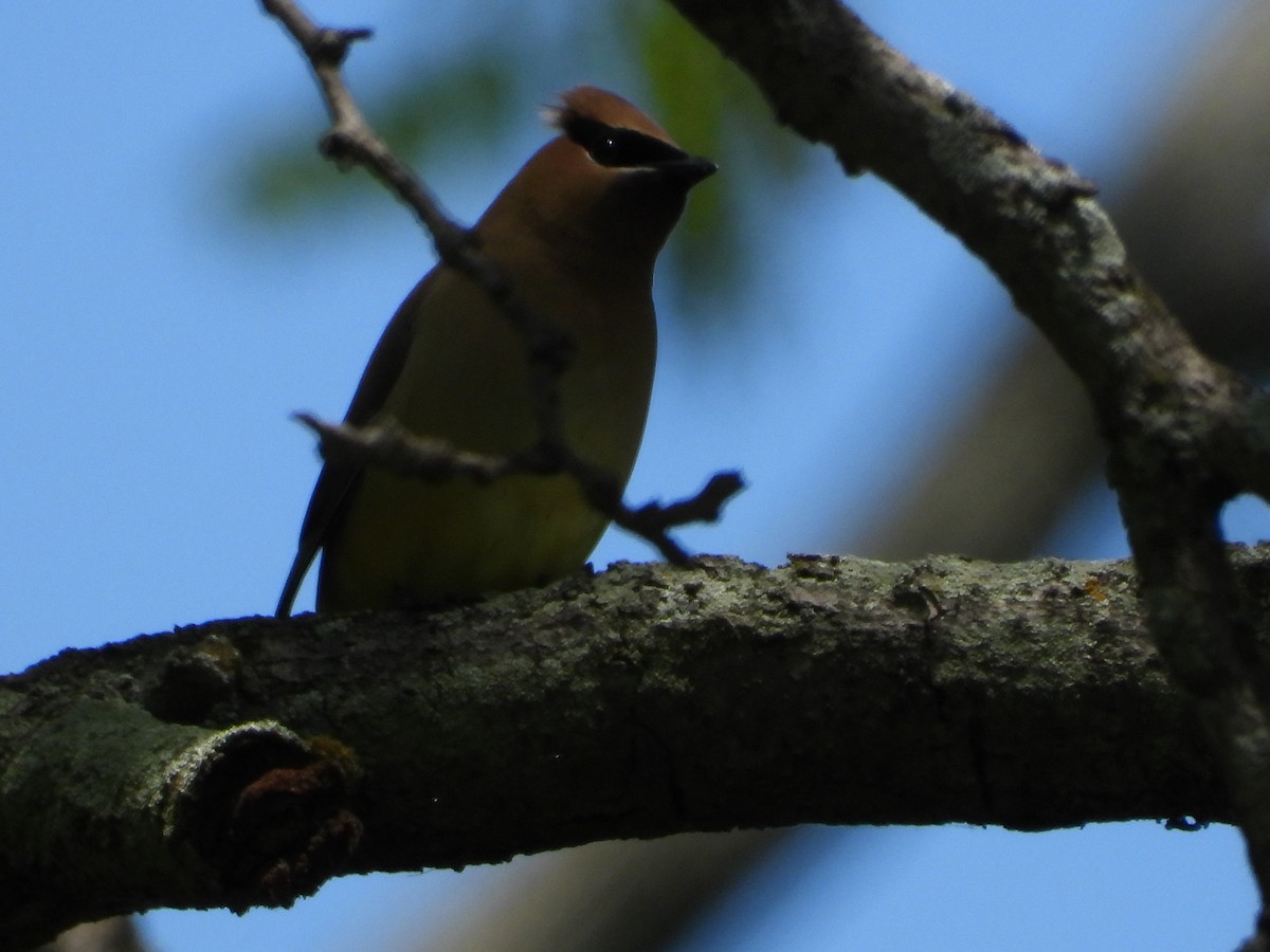 Cedar Waxwing - ML636149848