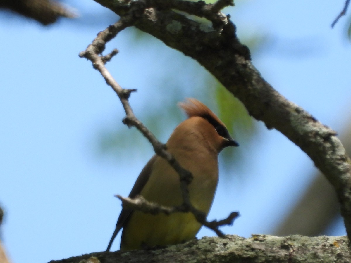 Cedar Waxwing - ML636149849