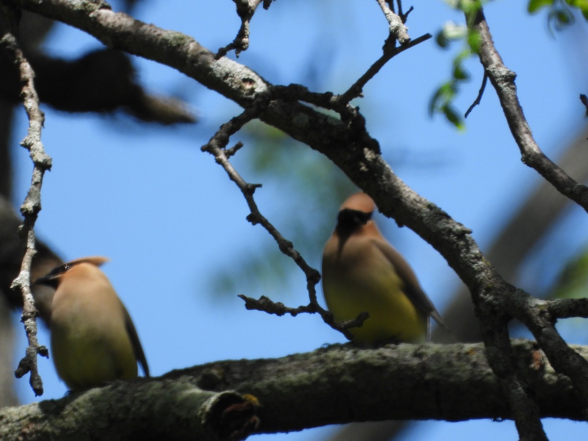 Cedar Waxwing - ML636149850