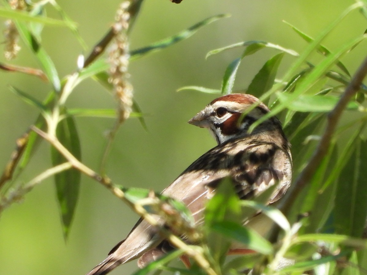 Lark Sparrow - ML636149860