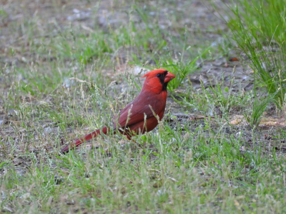 Northern Cardinal - ML636149878