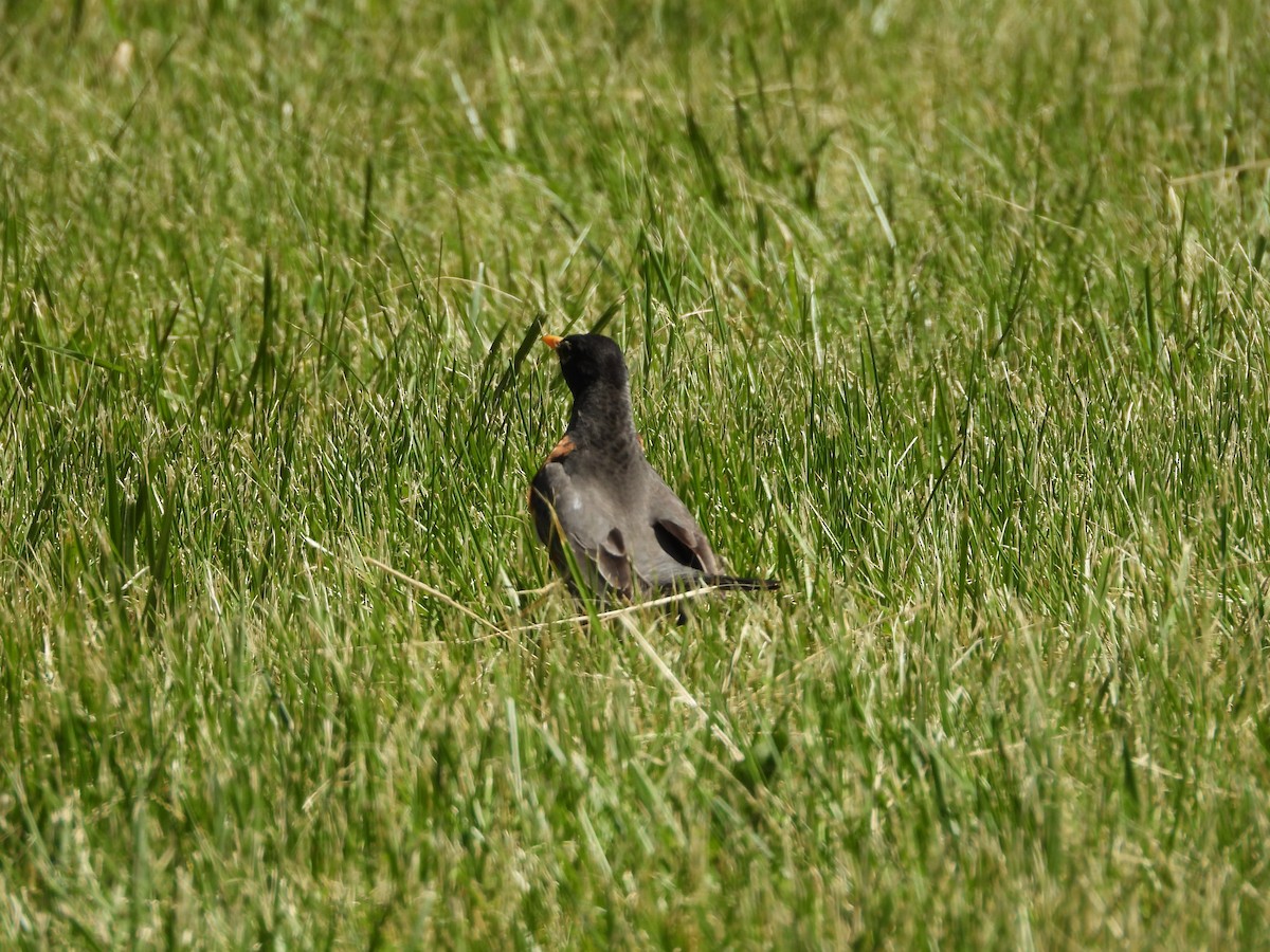 American Robin - ML636149916