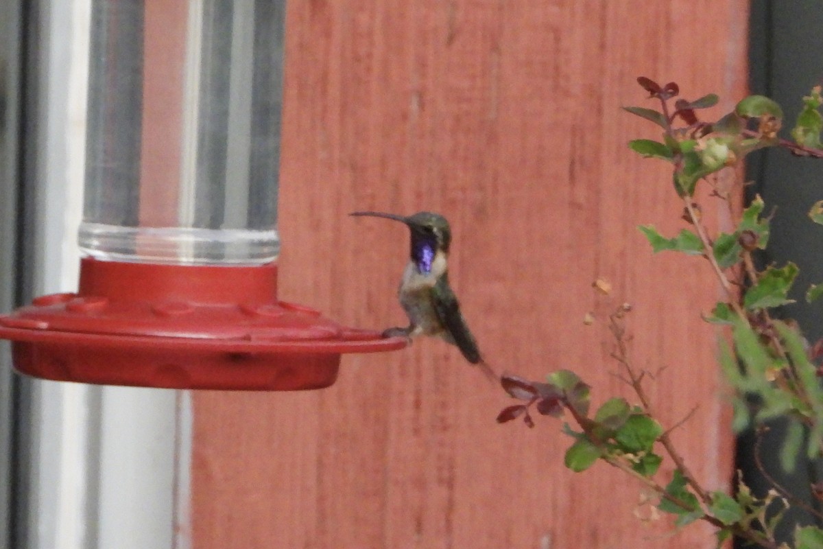 Lucifer Hummingbird - ML636150002